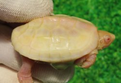画像1: Ｔ-アルビノクサガメ96
