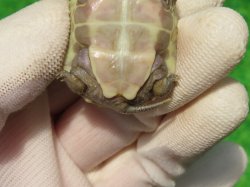 画像7: Ｔ+アルビノクサガメ99