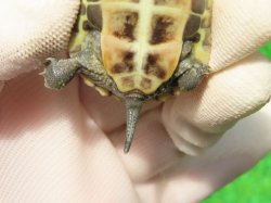 画像9: ハイポパステルクサガメP.Hetアルビノ86