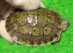 画像1: グァテマラクジャクガメ５　ＳＡＬＥ！