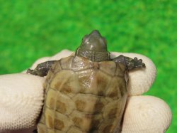 画像4: ハイポクサガメP.Hetアルビノ87