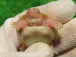 画像9: Ｔ-アルビノクサガメ95