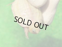 画像5: Ｔ+パステルアルビノクサガメ101