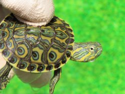 画像3: パステルニカラグァクジャクガメ２