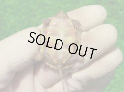 画像10: Ｔ+パステルアルビノクサガメ101