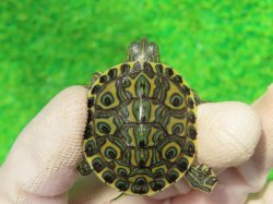 画像2: パステルニカラグァクジャクガメ２