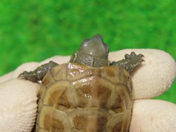 画像4: ハイポパステルクサガメP.Hetアルビノ86