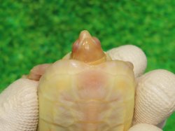 画像6: Ｔ-アルビノクサガメ96