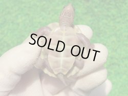 画像9: Ｔ+アルビノクサガメ100