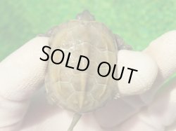 画像2: ハイポクパステルサガメP.Hetアルビノ88