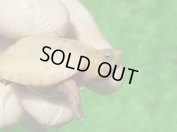 画像3: Ｔ+パステルアルビノクサガメ101