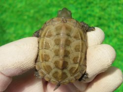 画像3: ハイポクサガメP.Hetアルビノ87