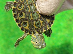 画像4: パステルニカラグァクジャクガメ２