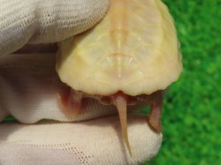 画像8: Ｔ-アルビノクサガメ96