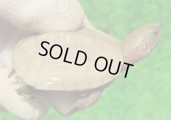 画像1: Ｔ+アルビノクサガメ100