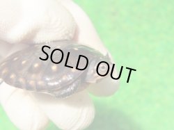 画像3: キボシイシガメ65