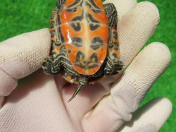 画像9: キタアカハラガメ