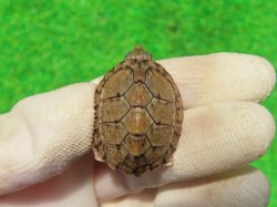 画像2: カブトニオイガメ５