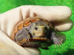 画像4: ミスジドロガメ33　ＳＡＬＥ！　