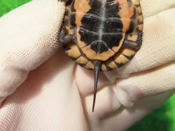 画像8: キボシイシガメ64