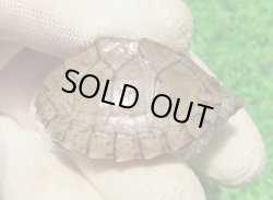 画像1: カブトニオイガメ３