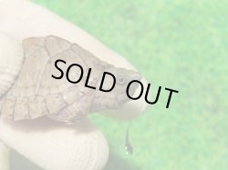 画像2: カブトニオイガメ３