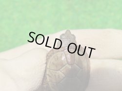 画像6: オオアタマヒメニオイガメ９　