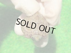 画像4: カブトニオイガメ４