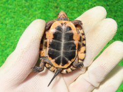 画像9: キボシイシガメ66