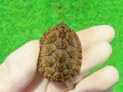 画像2: オオアタマヒメニオイガメ11