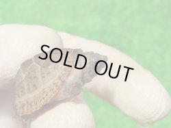 画像3: オオアタマヒメニオイガメ８　