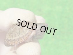 画像3: オオアタマヒメニオイガメ９　