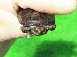画像4: サルディーニャヌマガメ12　ＳＡＬＥ！