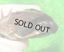 画像1: オオアタマクサガメ２