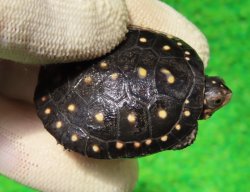 画像1: キボシイシガメ63