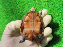 画像9: ミスジドロガメ33　ＳＡＬＥ！　