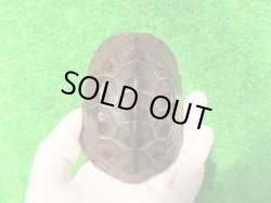 画像3: オオアタマクサガメ２