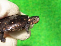 画像3: キボシイシガメ64