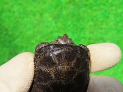 画像5: サルディーニャヌマガメ12　ＳＡＬＥ！