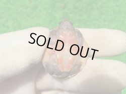 画像9: オオアタマヒメニオイガメ10　