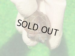 画像4: オオアタマヒメニオイガメ８　