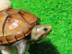 画像3: ミスジドロガメ33　ＳＡＬＥ！　