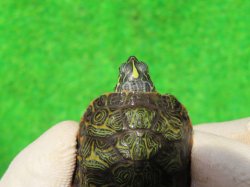 画像5: キタアカハラガメ