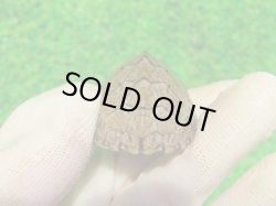 画像5: カブトニオイガメ４