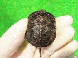 画像2: サルディーニャヌマガメ12　ＳＡＬＥ！