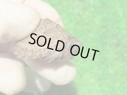 画像3: カブトニオイガメ４