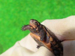 画像4: キボシイシガメ64