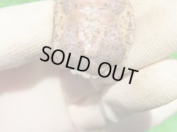 画像7: カブトニオイガメ３