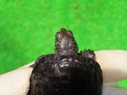 画像4: サルディーニャヌマガメ10　ＳＡＬＥ！