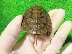 画像5: シェンシーハコガメ